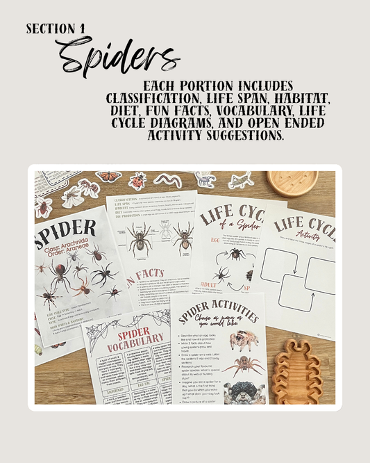 Digital Download or Print & Bound | Little Crawlers Unit Study, Activity/Review Package & Flash Cards