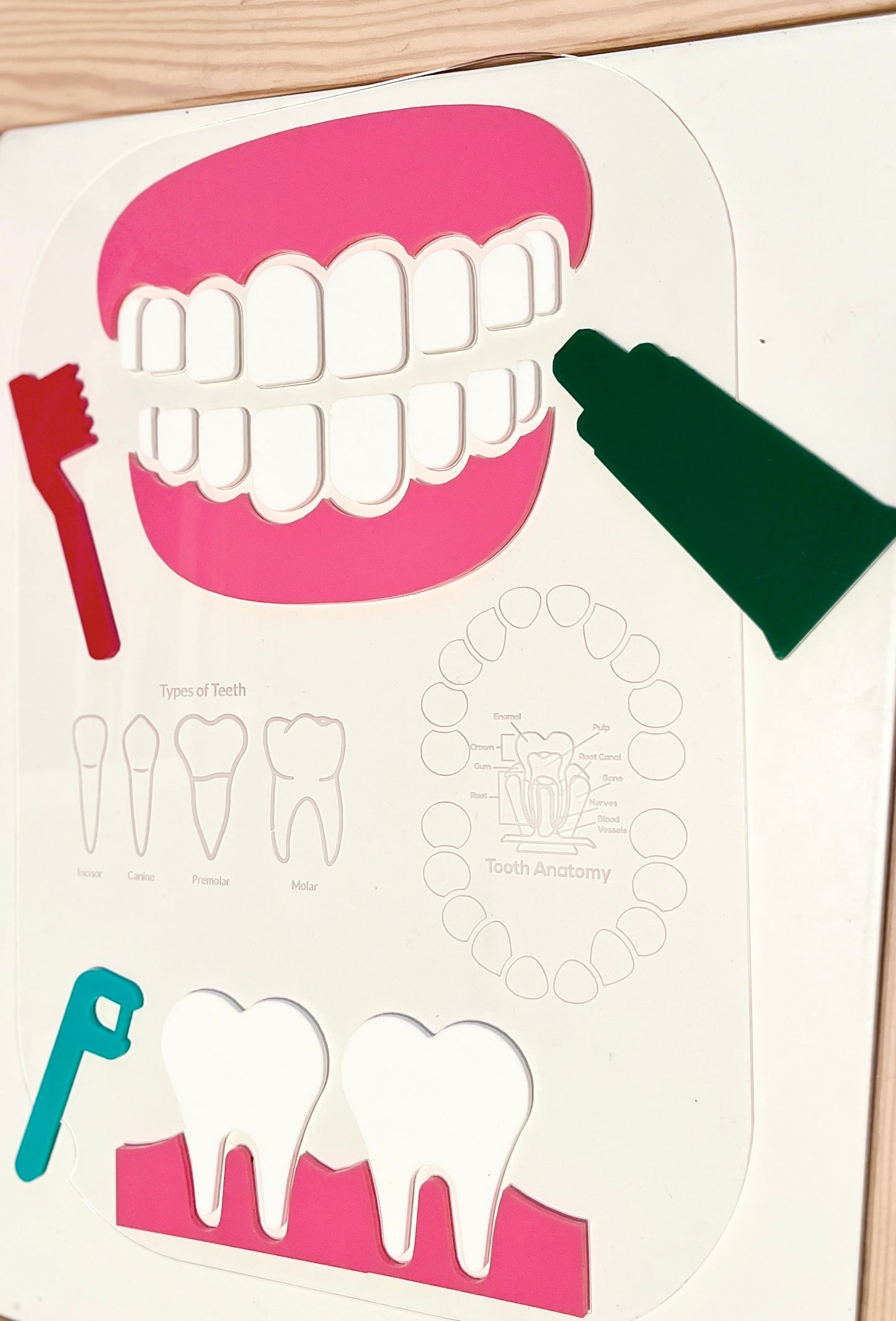 Dentist / Dental Educational Board / Dry Erase Flisat Insert with Pieces and Toothbrush