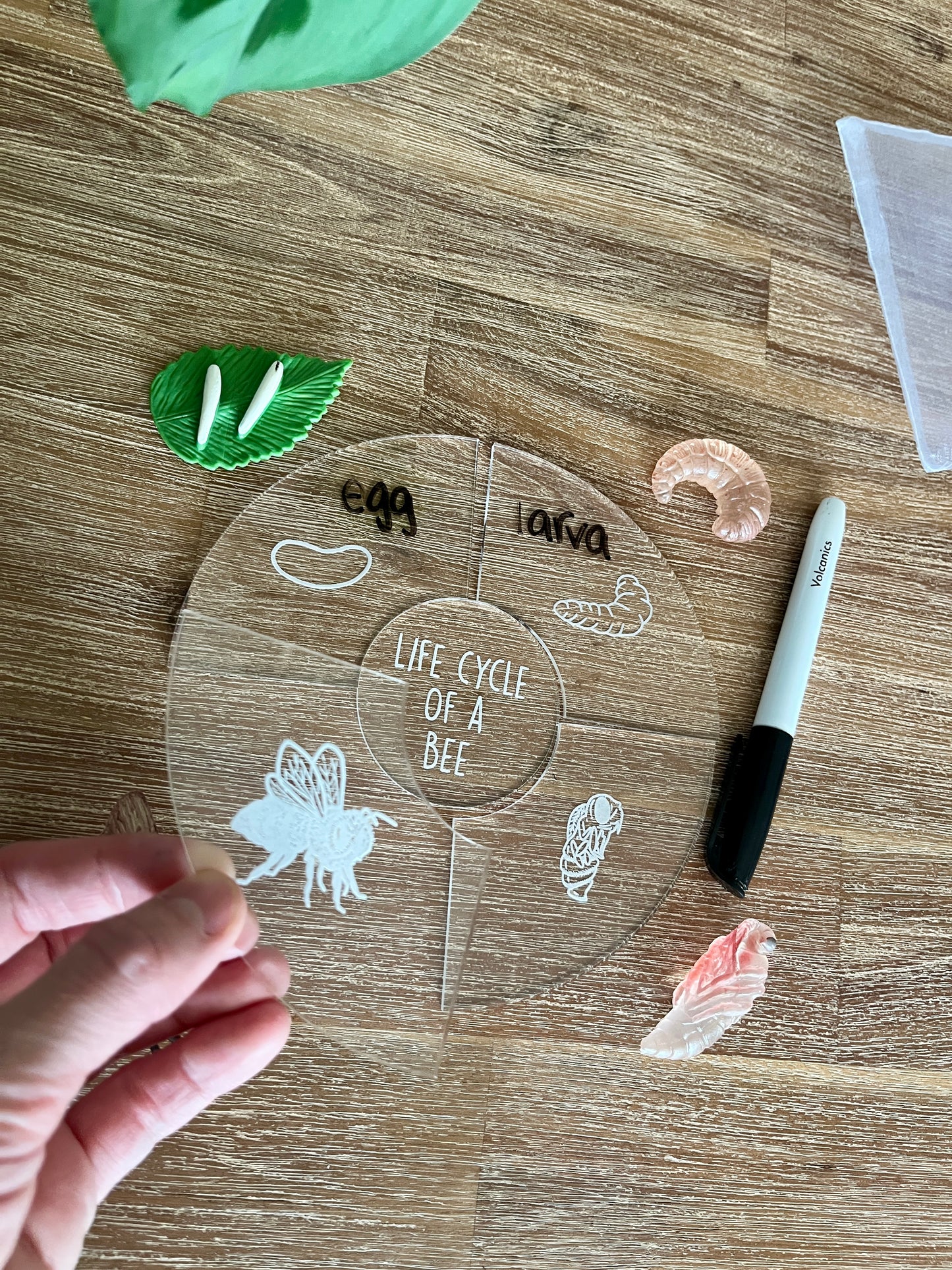 Dry Erasable Life Cycle Puzzles
