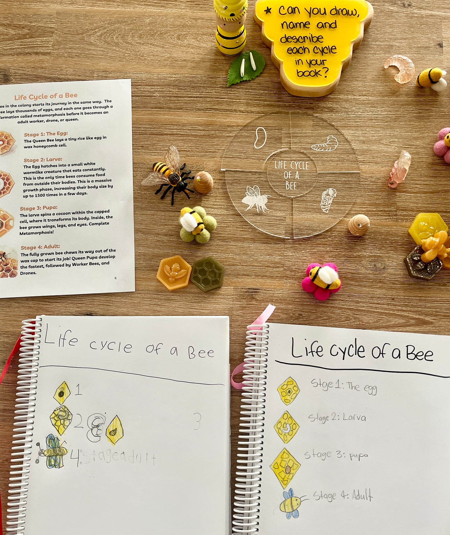 Digital Download | Bees Unit Study