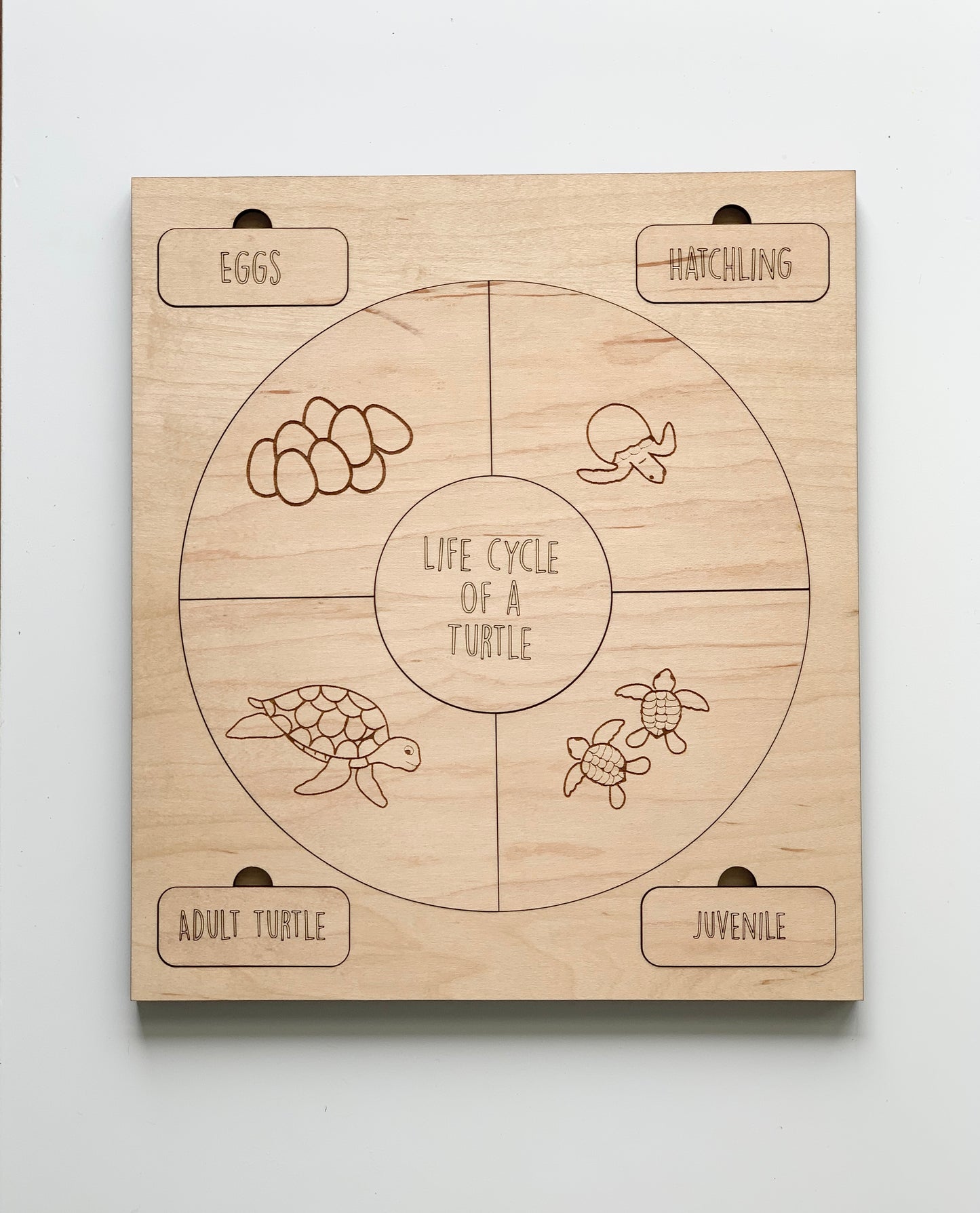 Life Cycle Puzzles