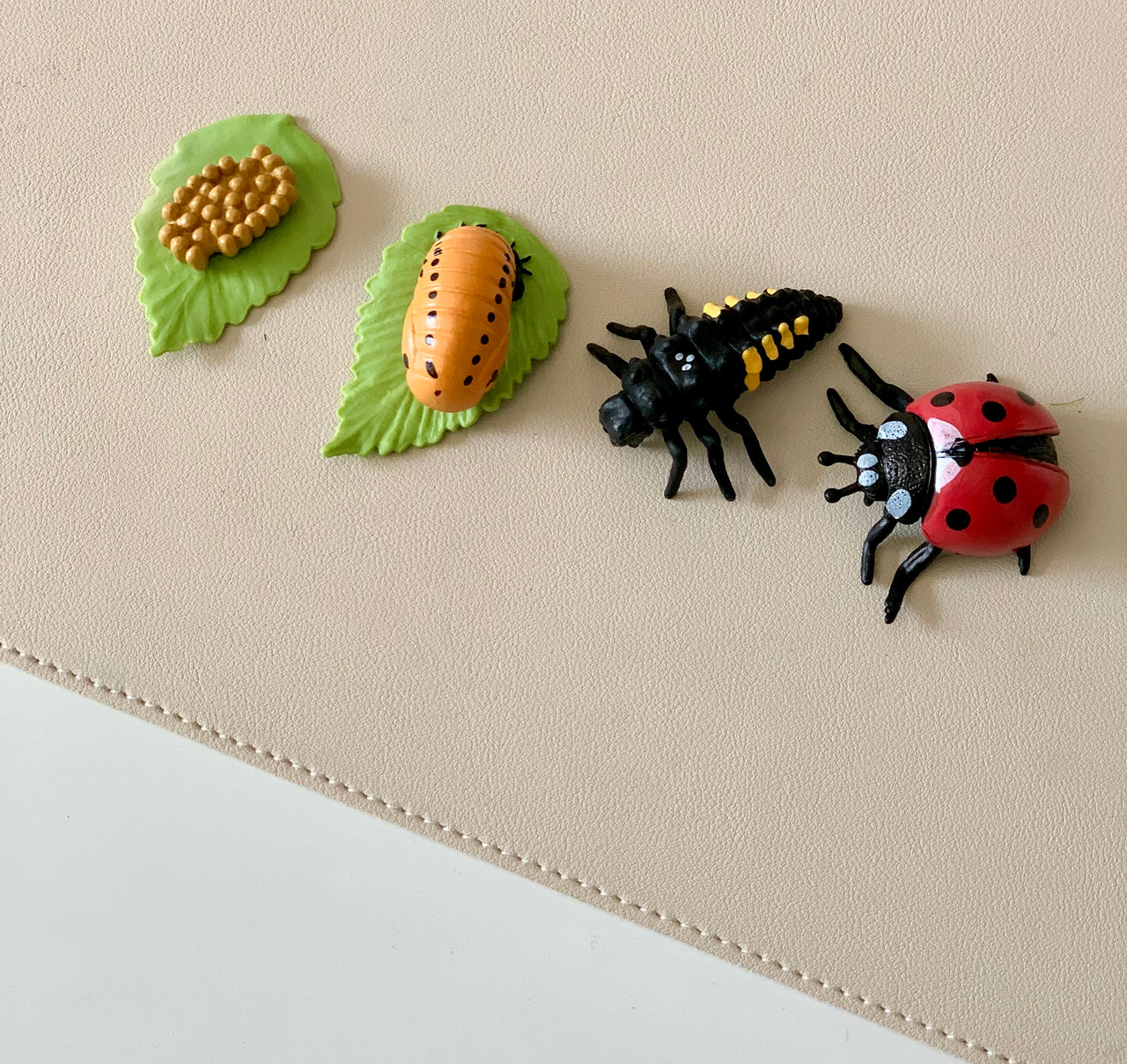 Four plastic models showing ladybug life stages from eggs, pupa, larva, to adult on a neutral surface