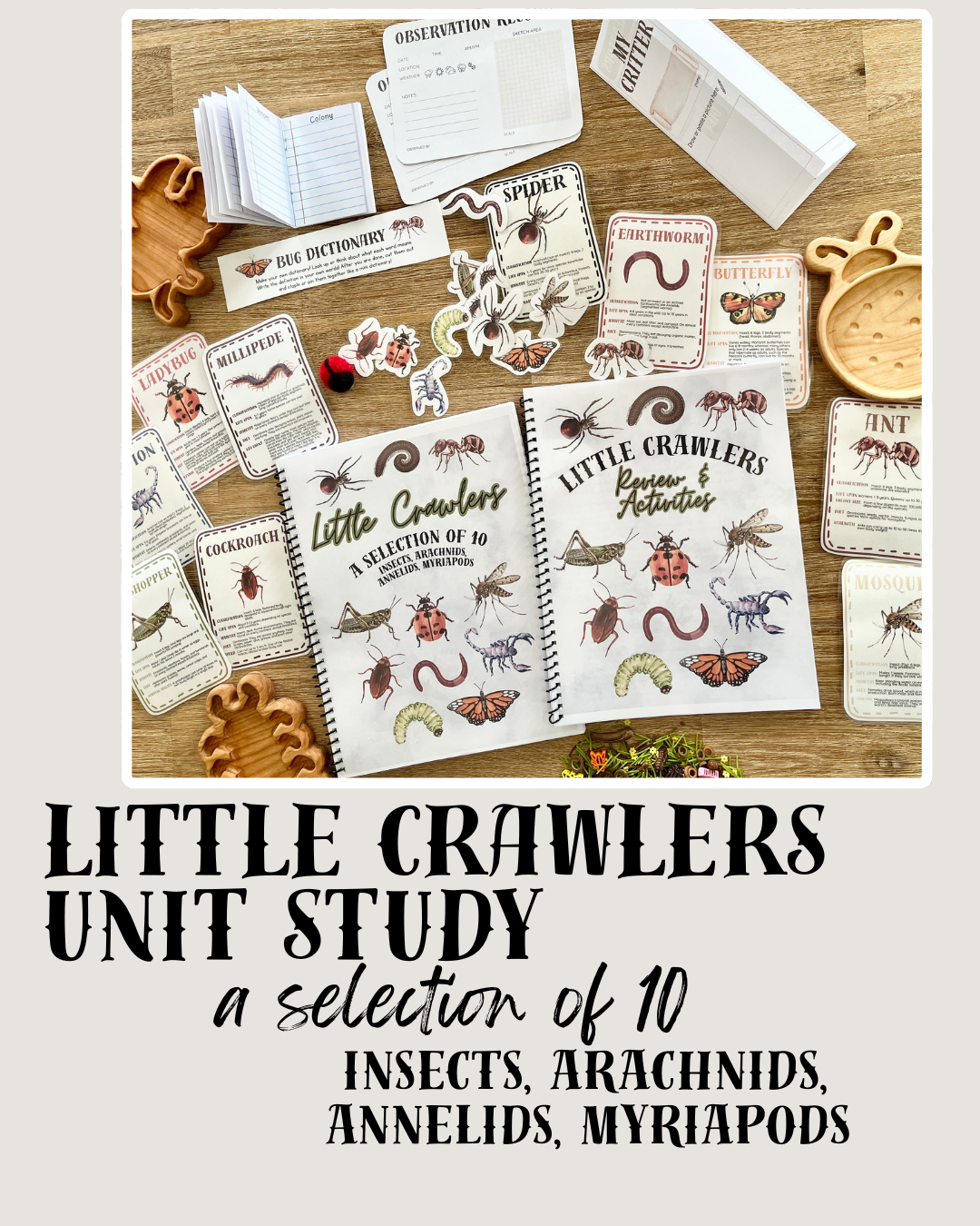 Open activity and review package with illustrated insect and arachnid flash cards, handmade wooden insect-shaped trays, and educational printables for the Digital Download or Print & Bound | Little Crawlers Unit Study, Activity/Review Package & Flash Cards, handcrafted homeschool education resources.
