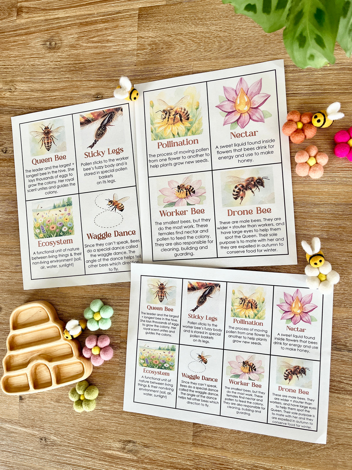 Flash Cards Pollination Digital Download | Bee Informational Flash Cards | Comes With 2 Sizes ...