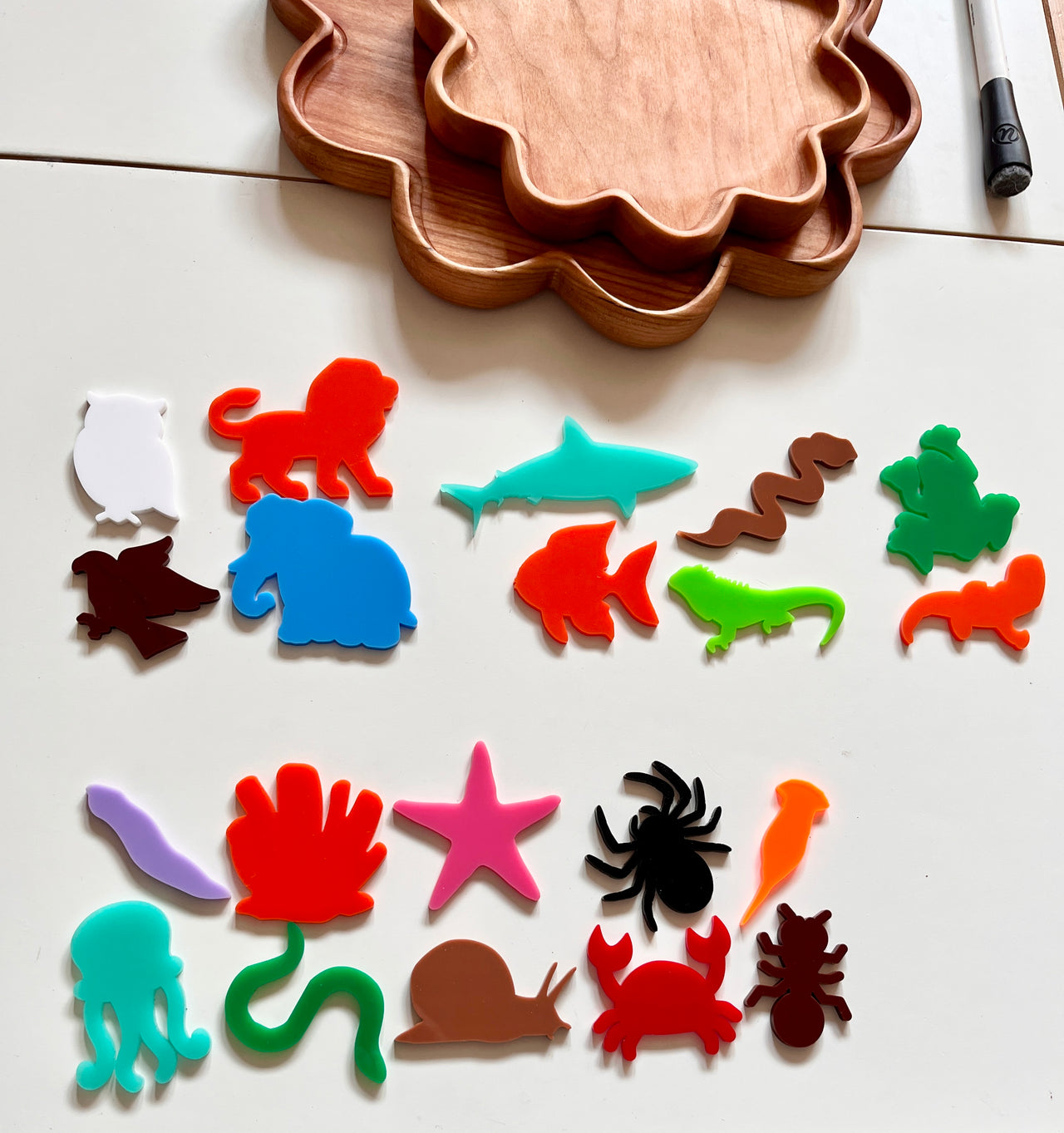 Little Dry Erasables - Vertebrates & Invertebrates