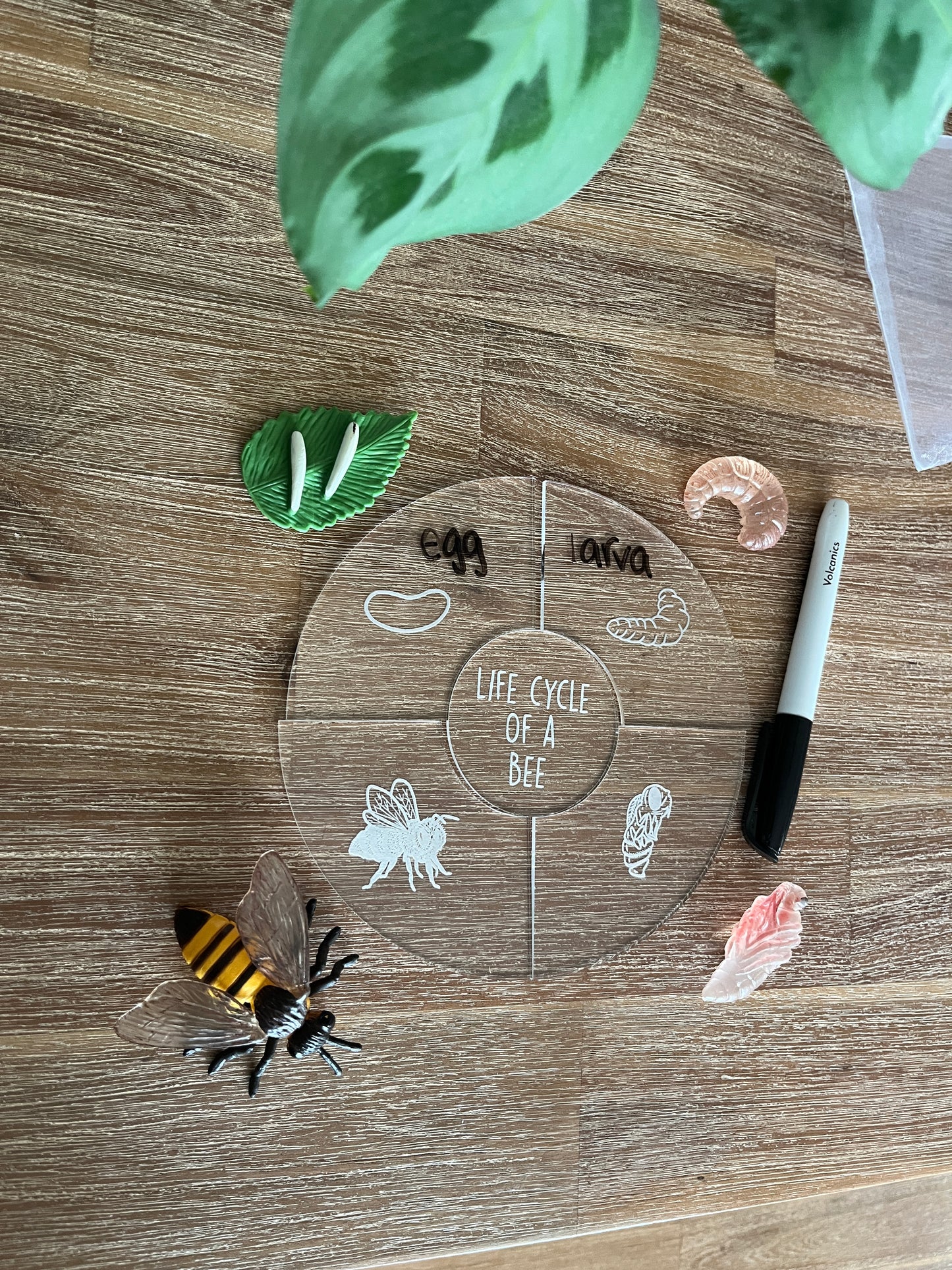 Dry Erasable Life Cycle Puzzles