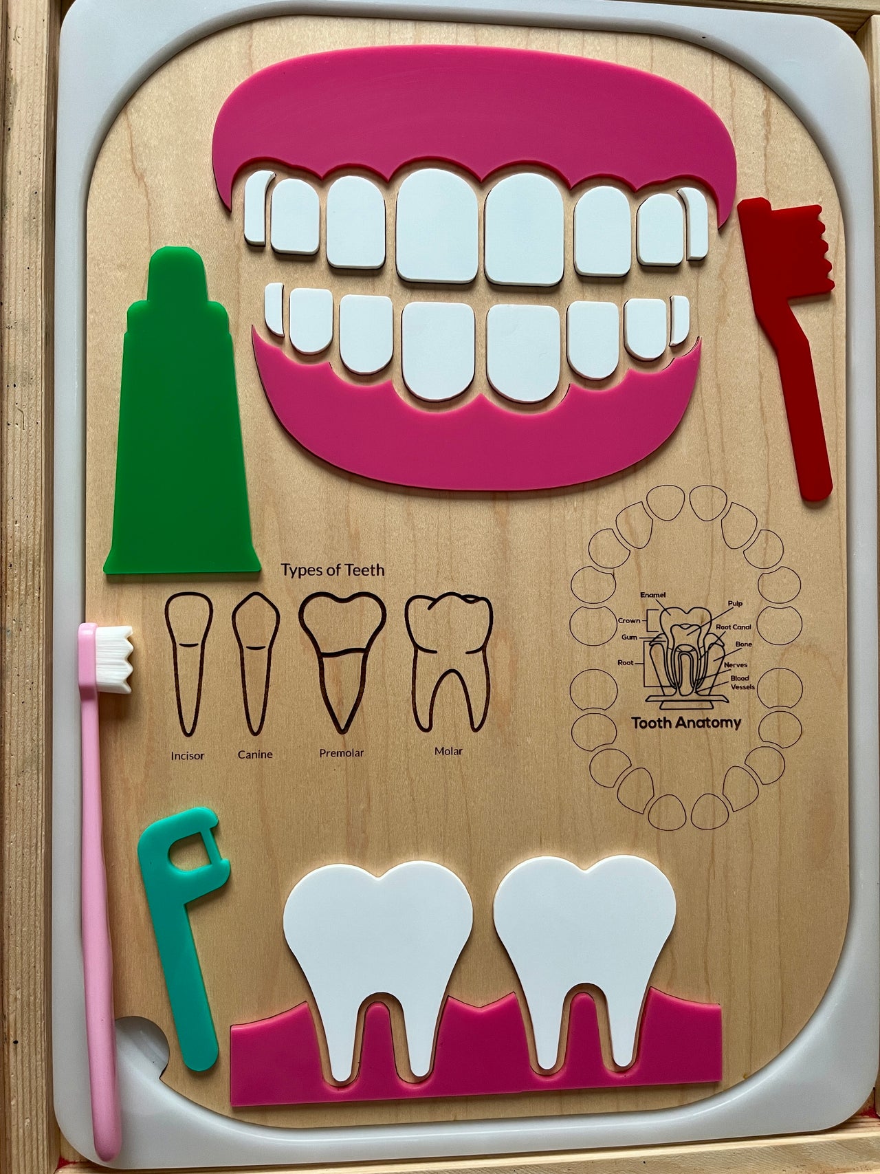 Wooden dental anatomy board with detachable teeth, toothbrush, floss pick, toothpaste, and tooth type illustrations