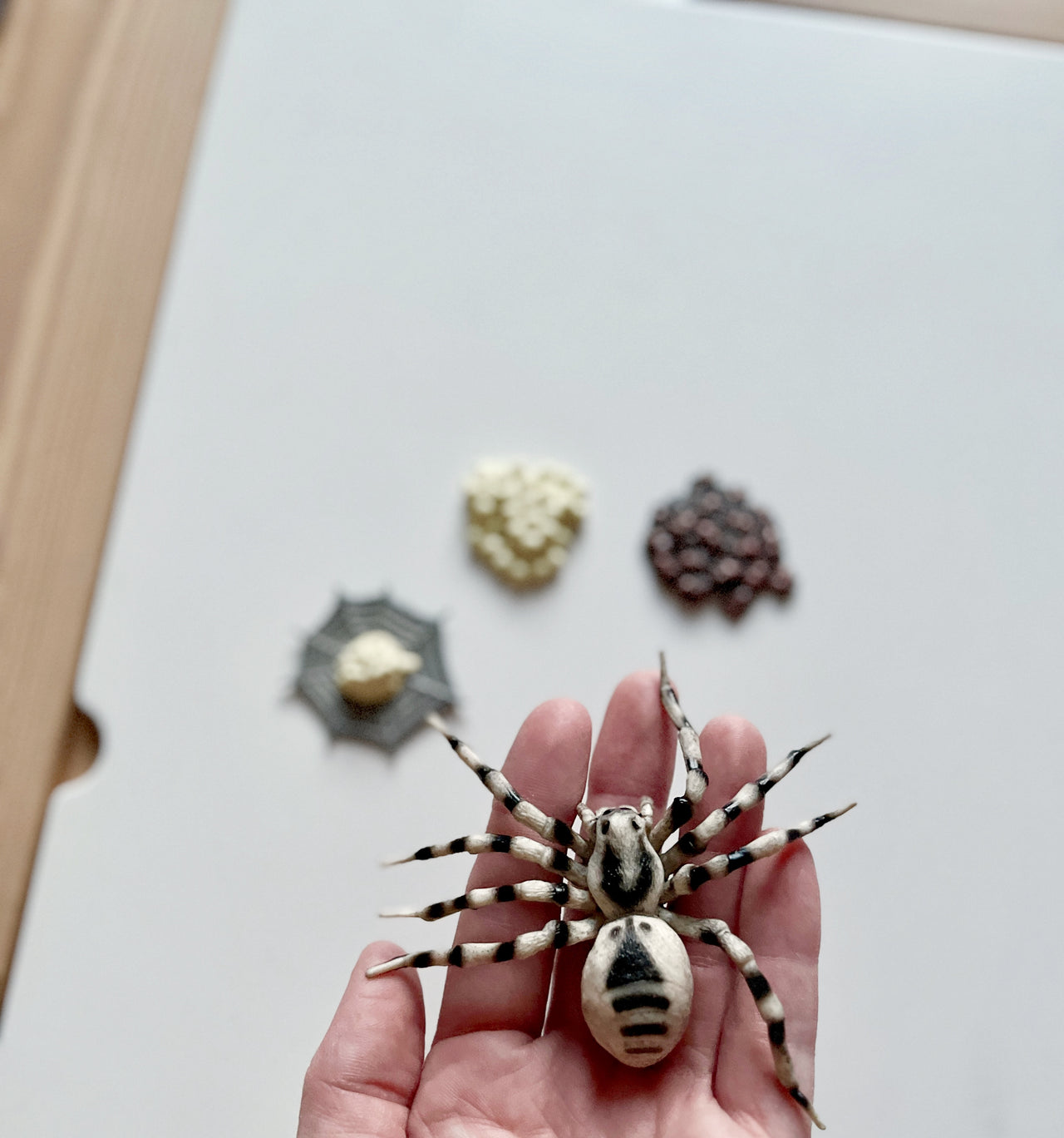 Hand holding a detailed black and white spider figurine with two clusters of small round objects and a spider web on a wooden table background