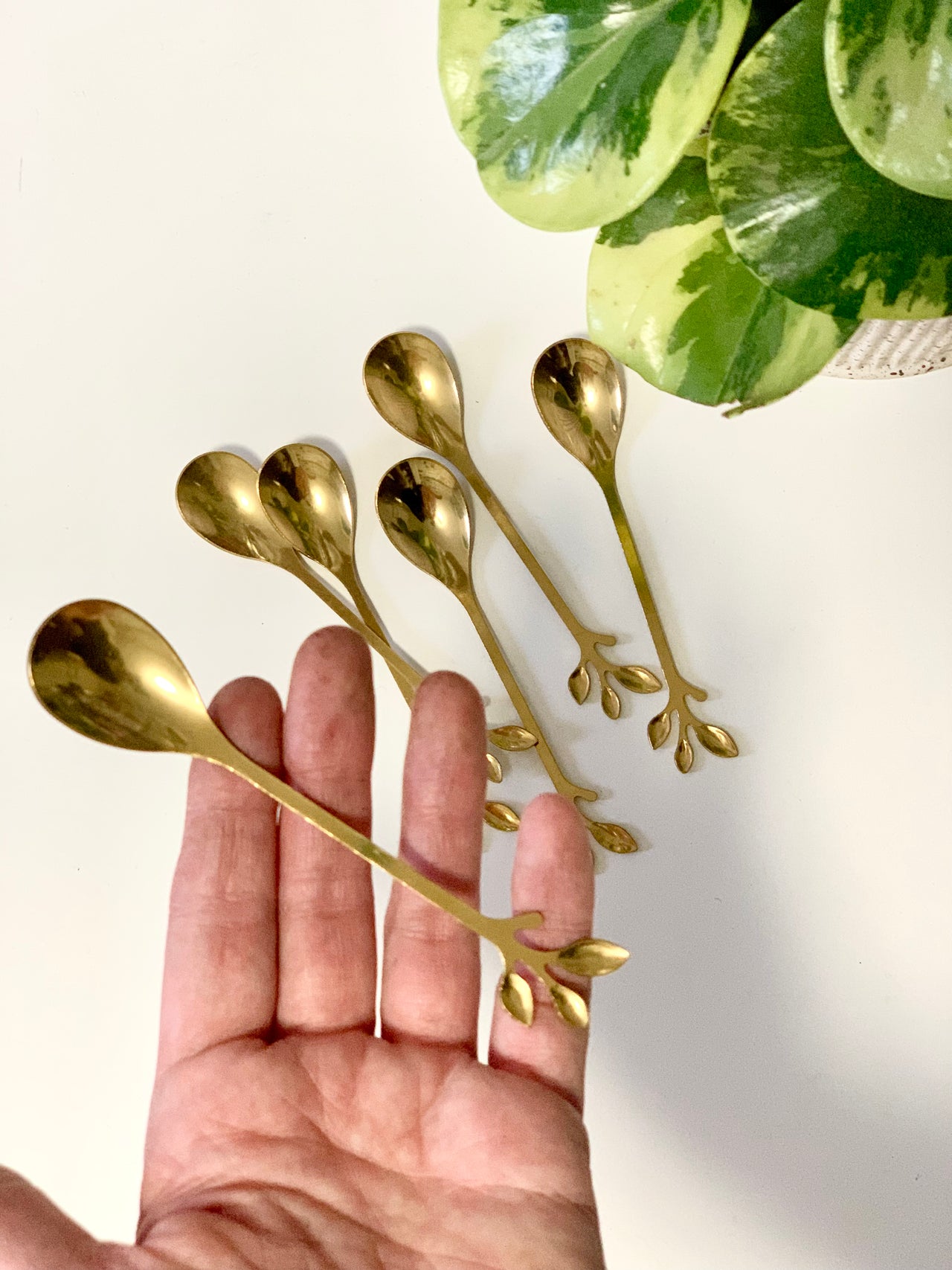 Hand holding one of six gold-toned spoons with three-pronged leaf-shaped handles next to variegated green plant leaves