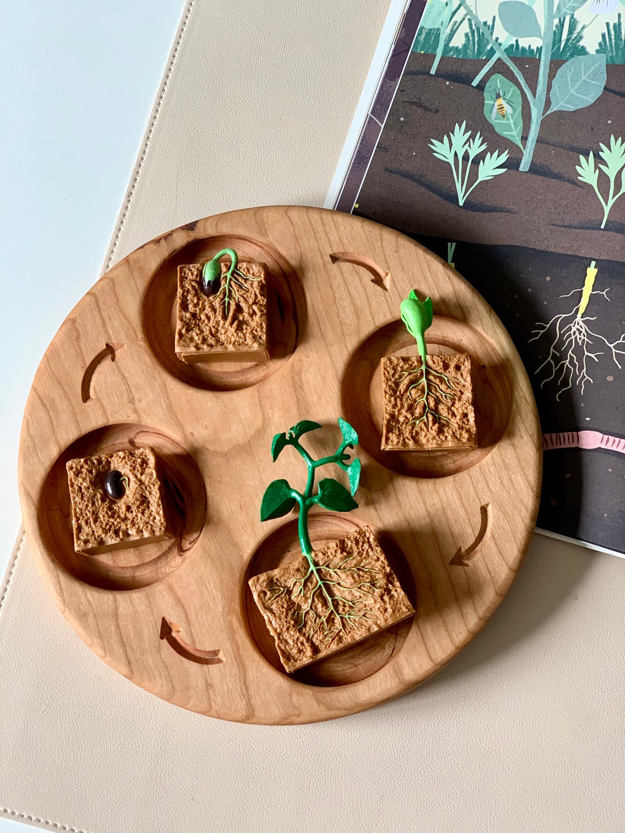 Round wooden tray with four seedling models showing different plant growth stages on a beige surface next to an illustrated book