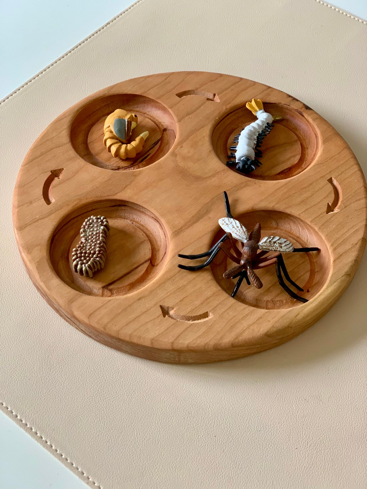 Round wooden board with four compartments holding insect life cycle figurines including mosquito and larvae models on beige surface