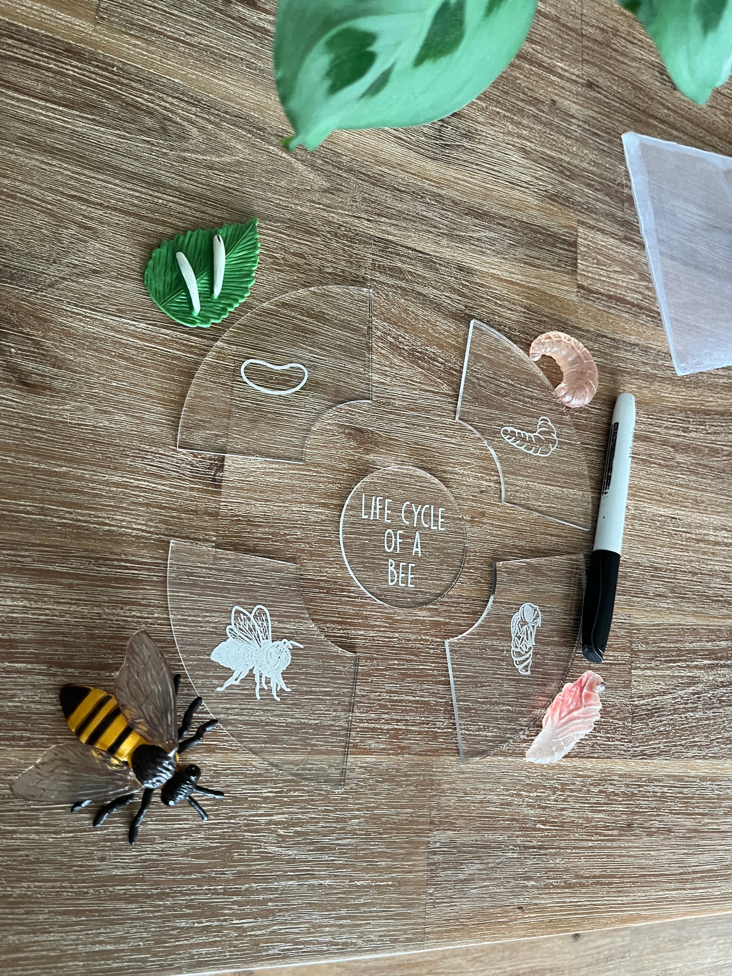 Dry Erasable Life Cycle Puzzles