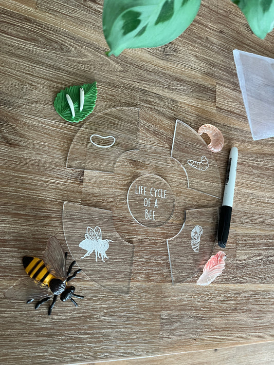 Dry Erasable Life Cycle Puzzles