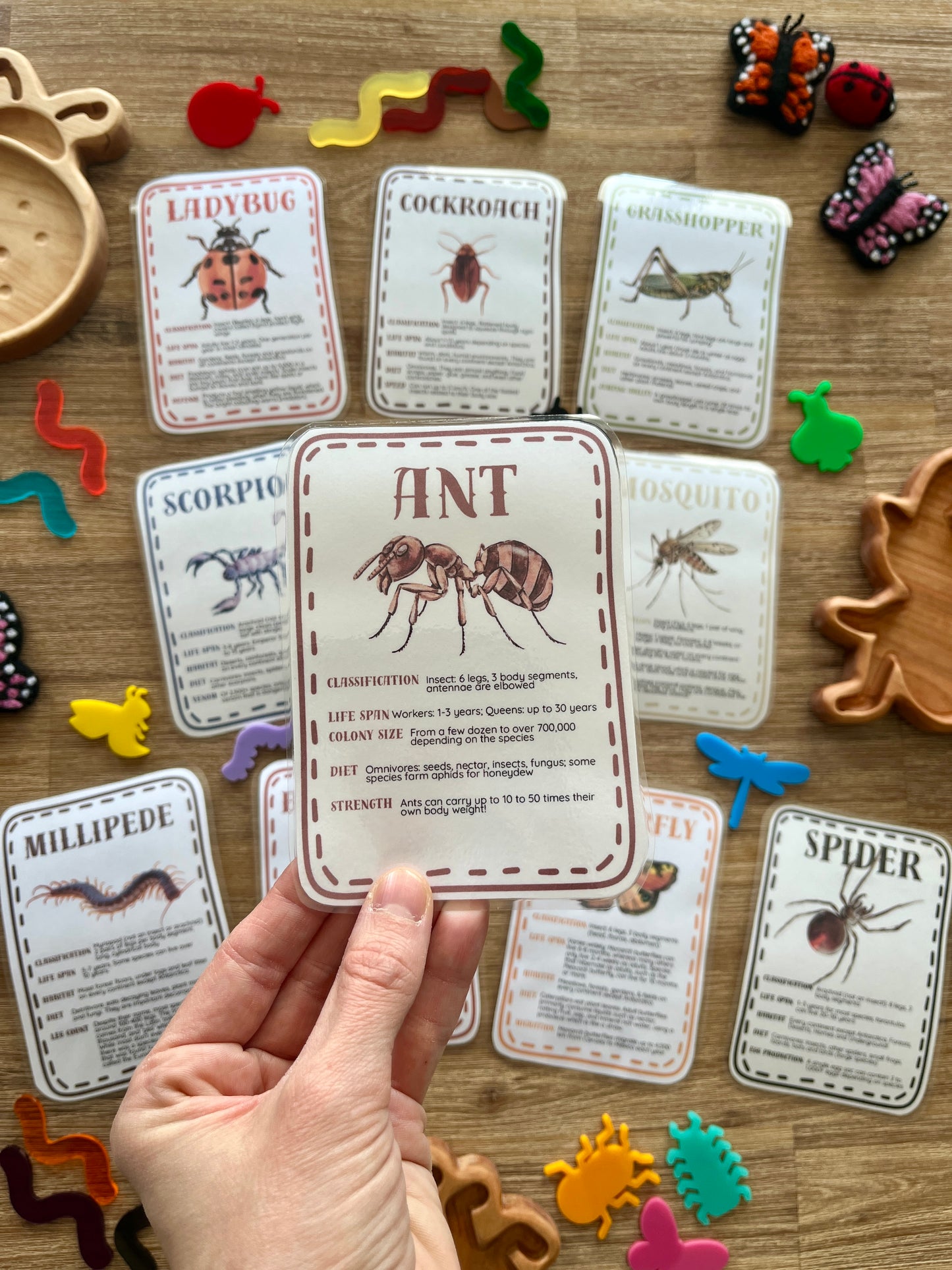 Hand holding an illustrated ant card with detailed insect facts, surrounded by other insect and arachnid flash cards, wooden trays, and colorful plastic bug figurines for Digital Download | Little Crawlers Informational Flash Cards | handcrafted, homeschool, education resources.