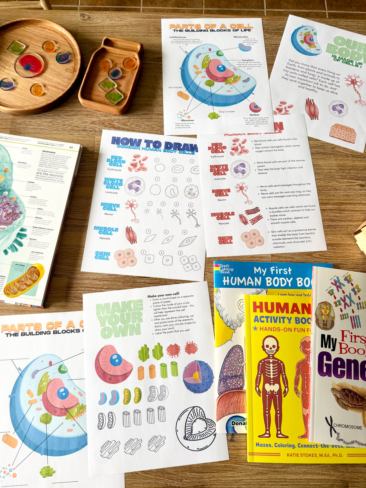 Digital Download | Our Body is Made up of Cells! Mini Unit Study