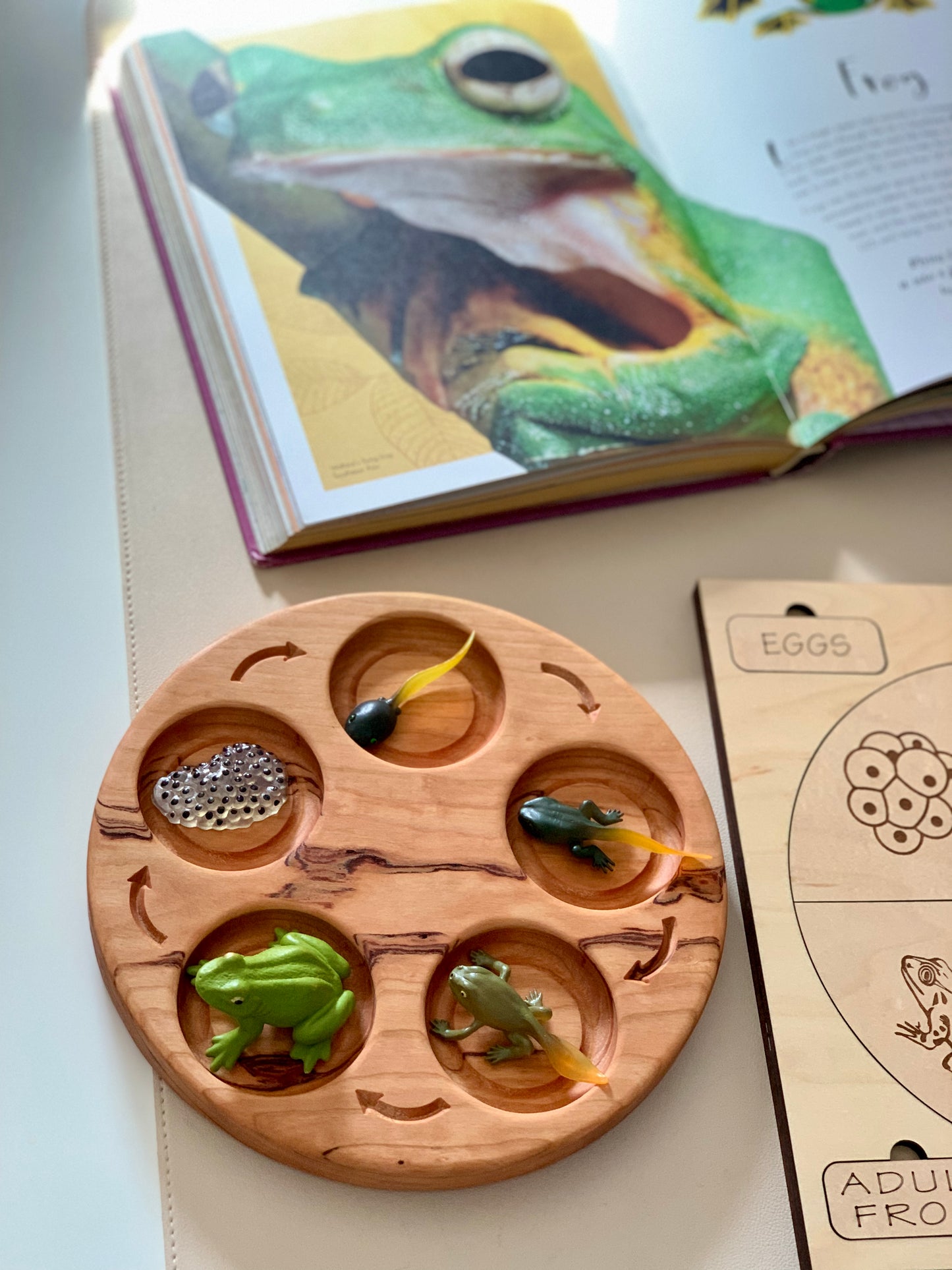 Life Cycle Sensory Trays 4 or 5 Part