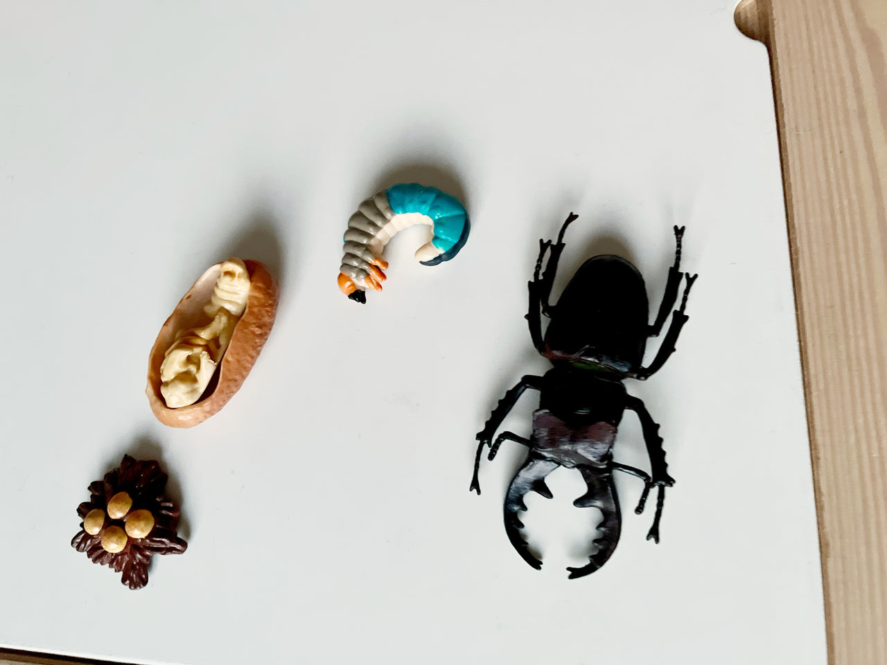 Four small detailed insect and larva models arranged on a white surface with a wooden edge nearby