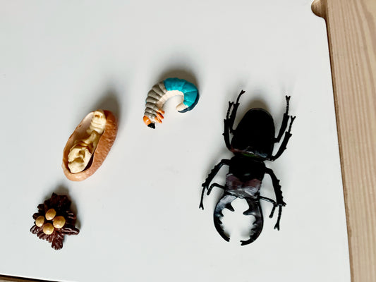 Staghorn Beetle Life Cycle Figurines