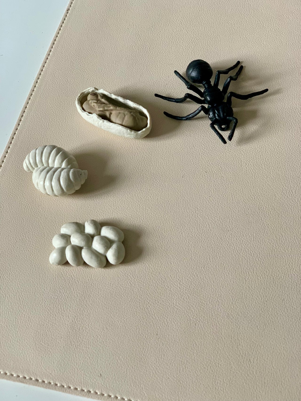 Plastic black ant toy with three beige clay molds of ant body parts on a light tan surface