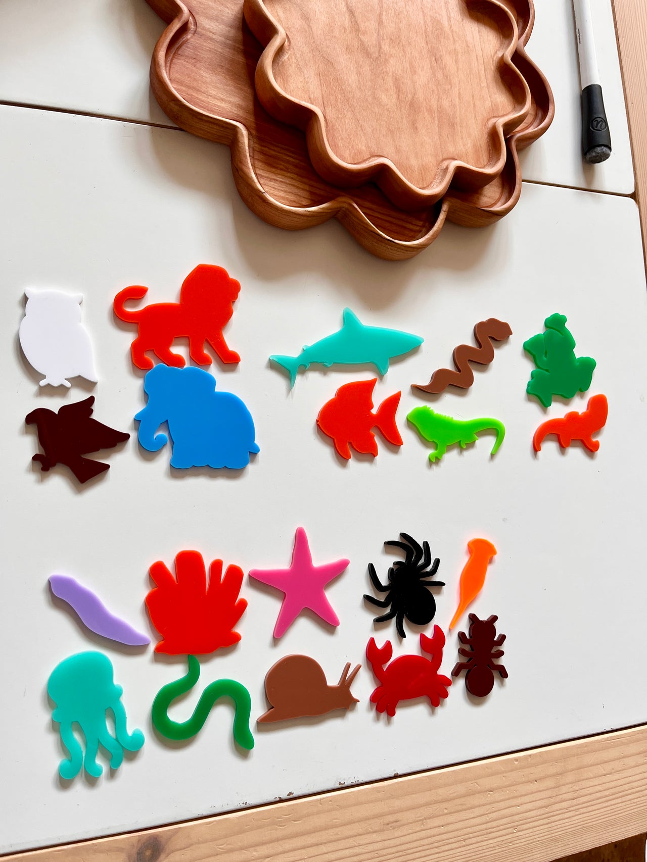Little Dry Erasables - Vertebrates & Invertebrates