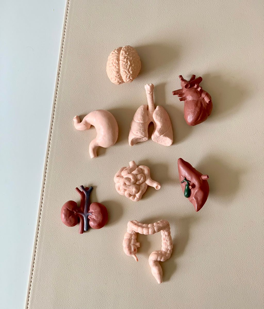 Small anatomical models of brain, heart, lungs, stomach, intestines, liver, and kidneys on a light surface