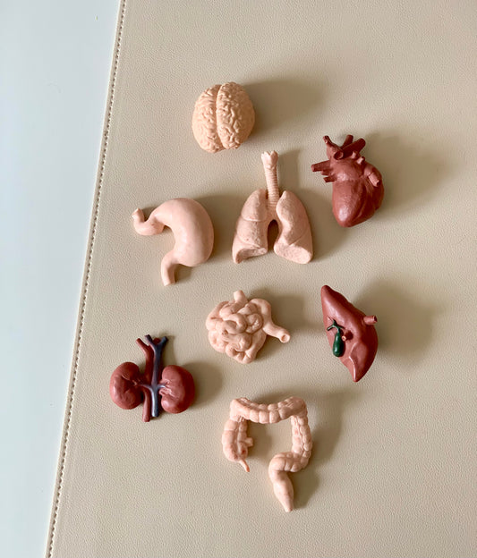 8 Pc Human Body Parts and Organs Figurines