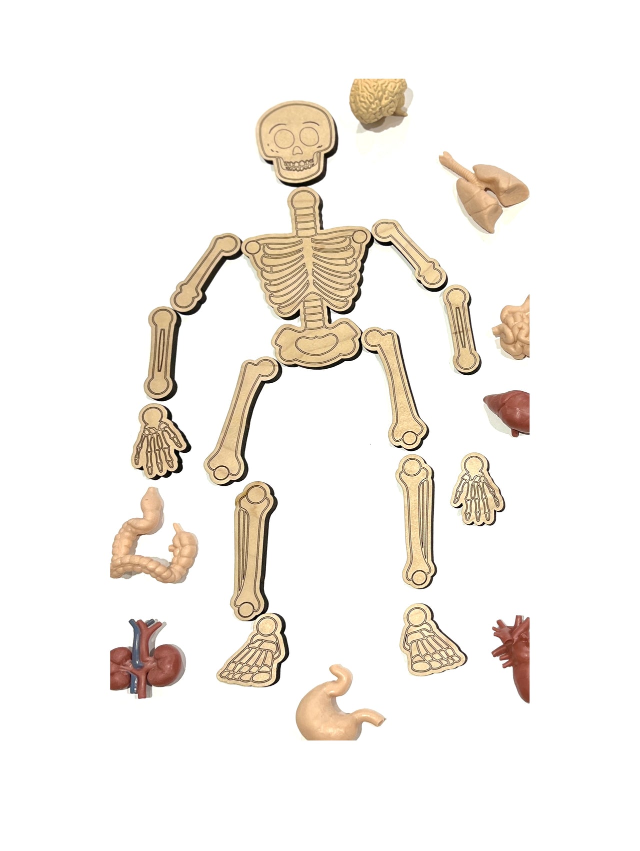 Wooden skeleton puzzle pieces with separate plastic human organs on a white background