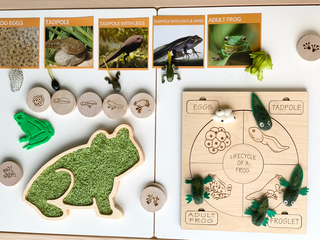 Wooden sensory tray and puzzle pieces illustrating the life cycle of a frog with green felt and carved details