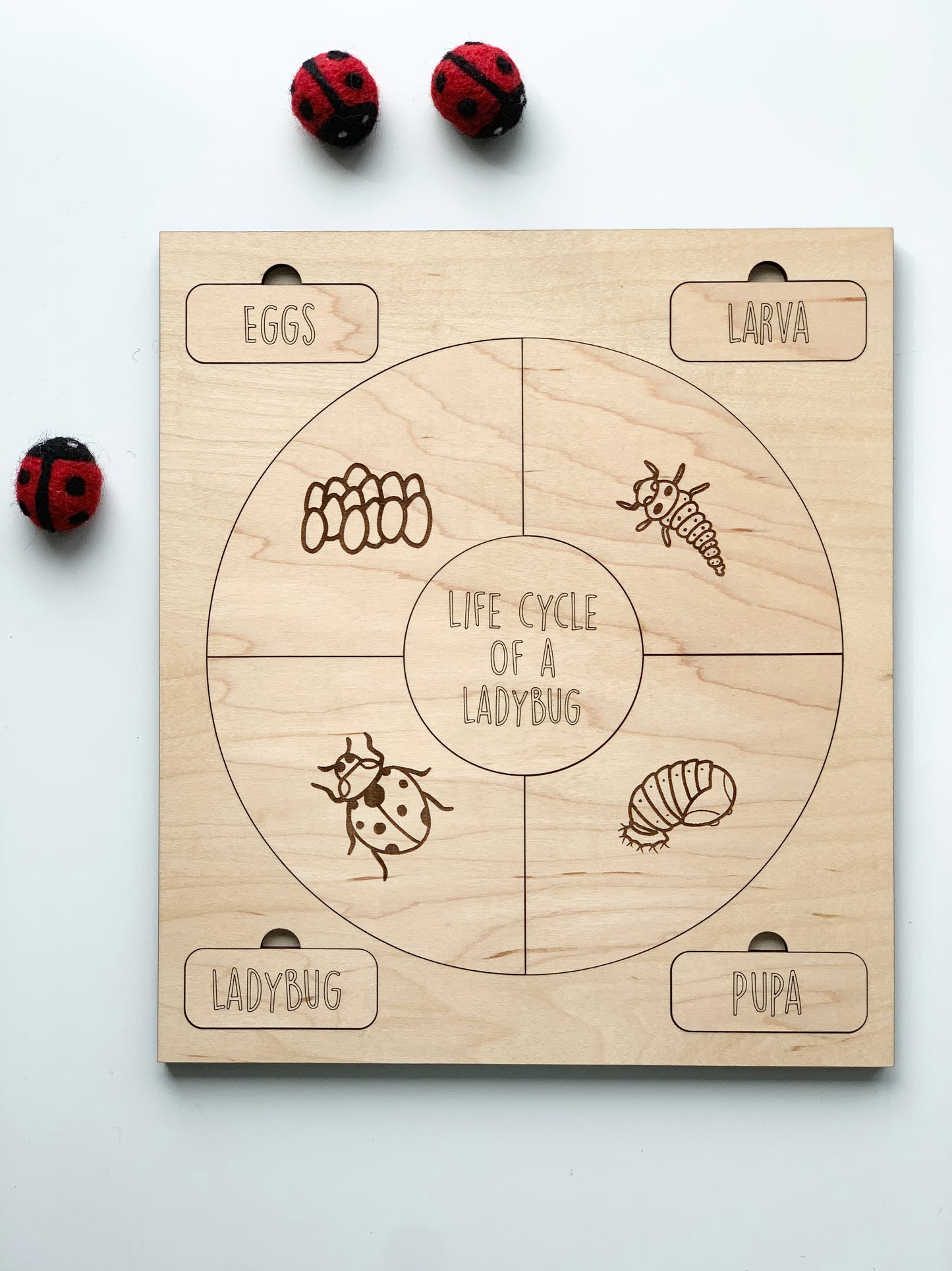 Life Cycle Puzzles