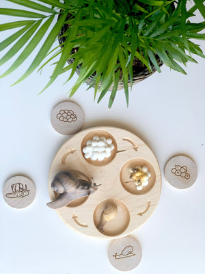 Natural wooden Life Cycle Sensory Tray with snail figure and engraved life cycle stage tokens on white surface with green plant
