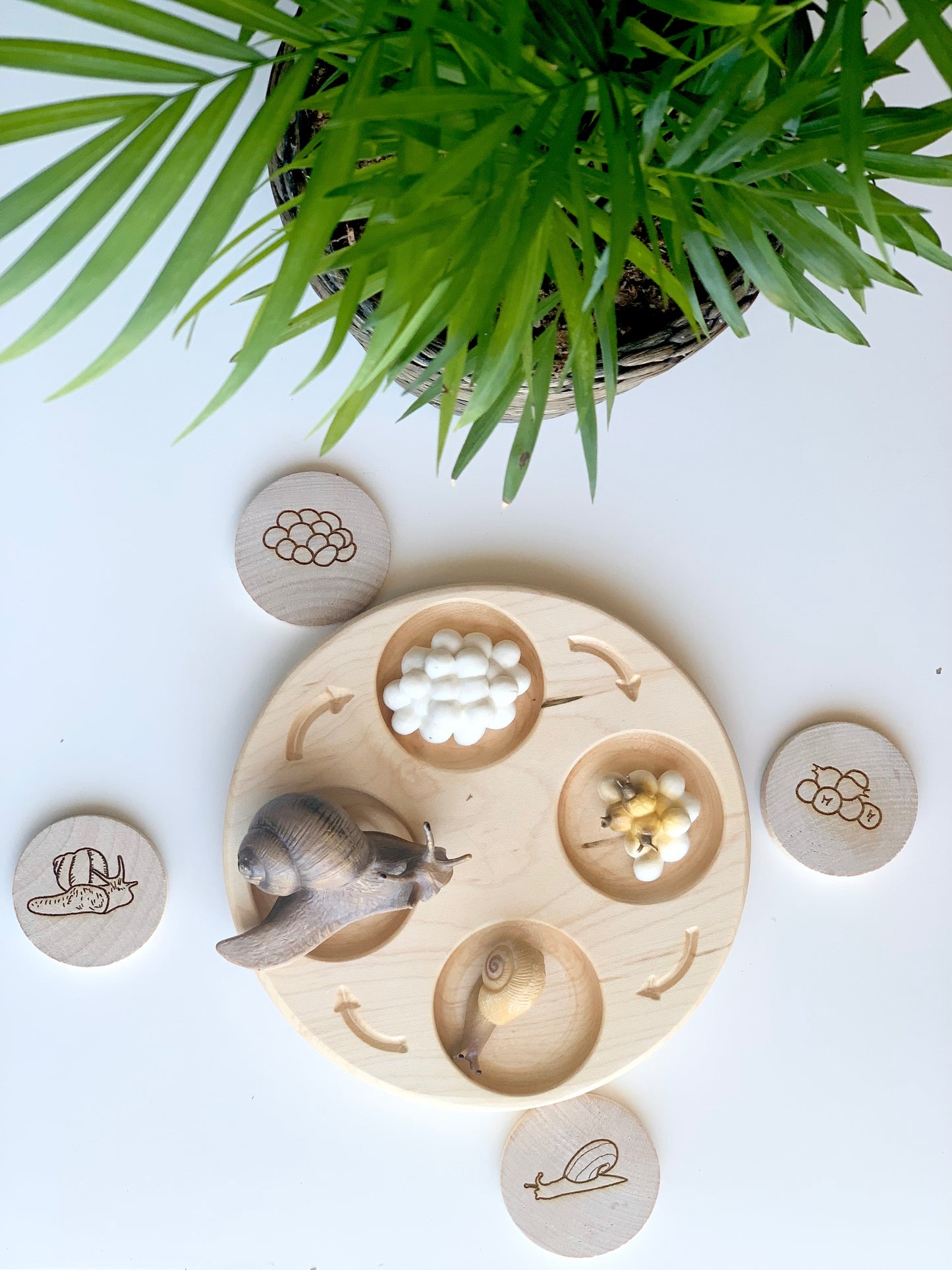 Life Cycle Sensory Tray — Regular Size