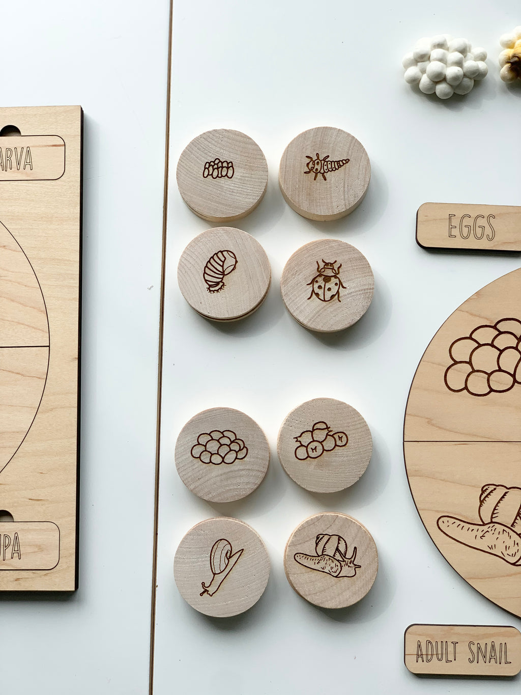 Natural wooden 2-inch discs engraved with ladybug and snail life cycle stages for educational memory game on white background