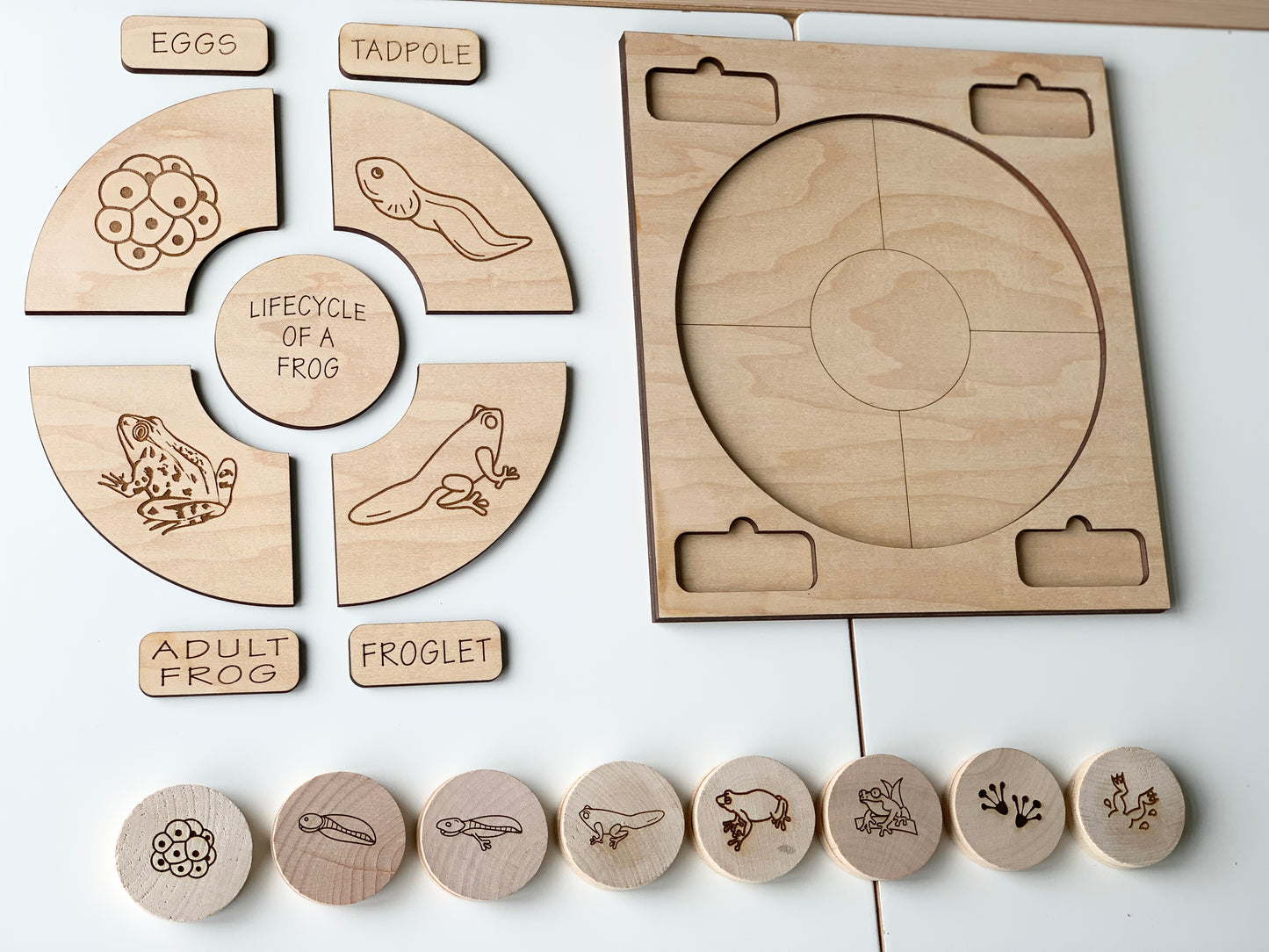 Frog Life Cycle Memory Game