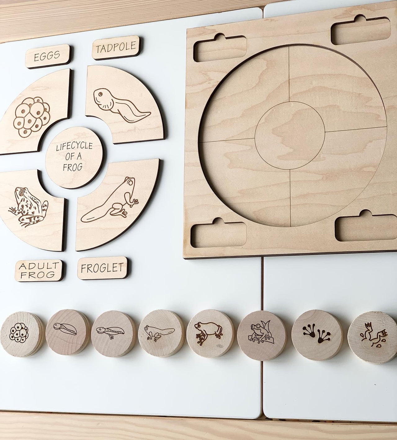Natural wooden frog life cycle memory game pieces with engraved illustrations and matching puzzle tray on light wood background