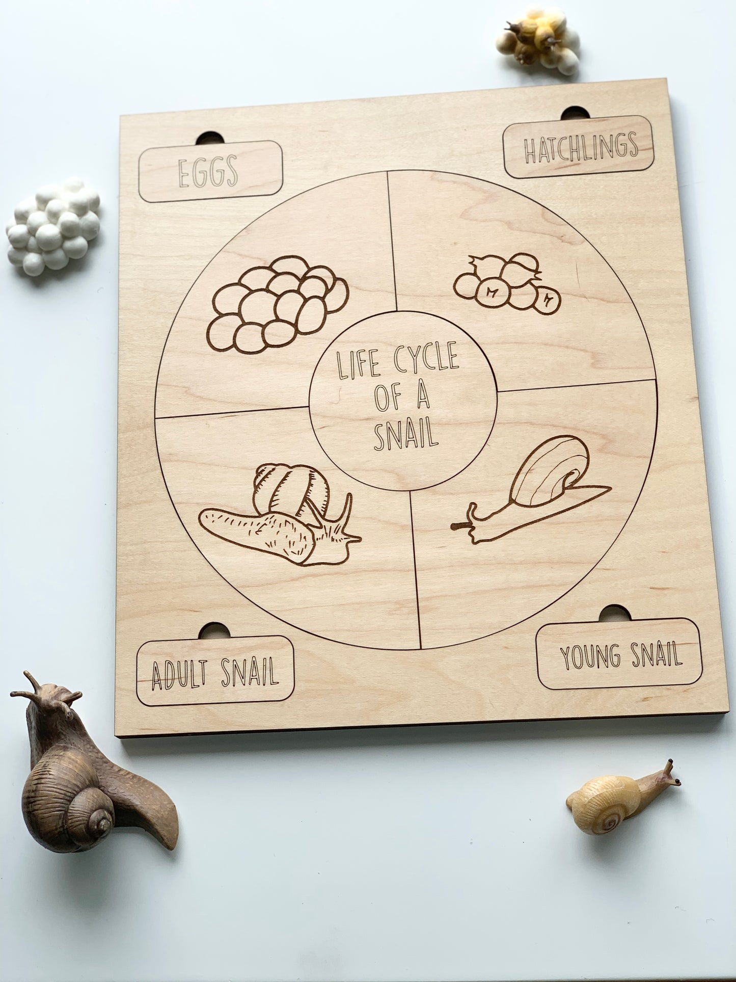 Life Cycle Puzzles