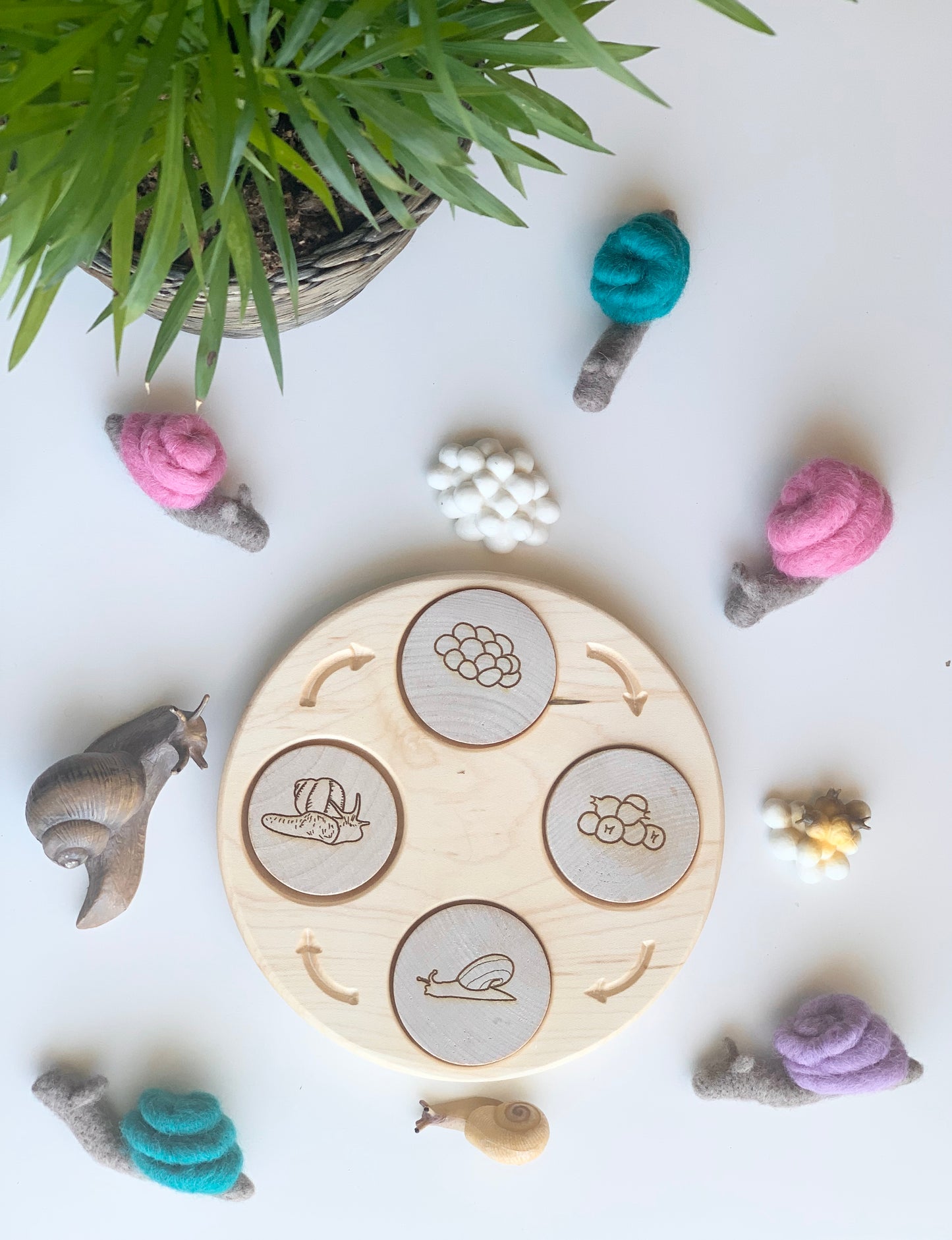 Life Cycle Sensory Tray — Regular Size