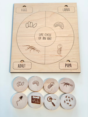 Natural wooden life cycle puzzle board and round pieces illustrating ant stages eggs, larva, pupa, and adult on white background