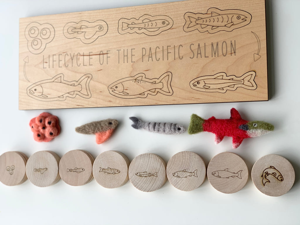 Maple plywood salmon life cycle puzzle with engraved fish stages and colorful felt fish models on white surface