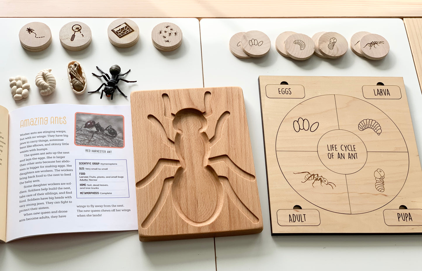 Ant Sensory Tray