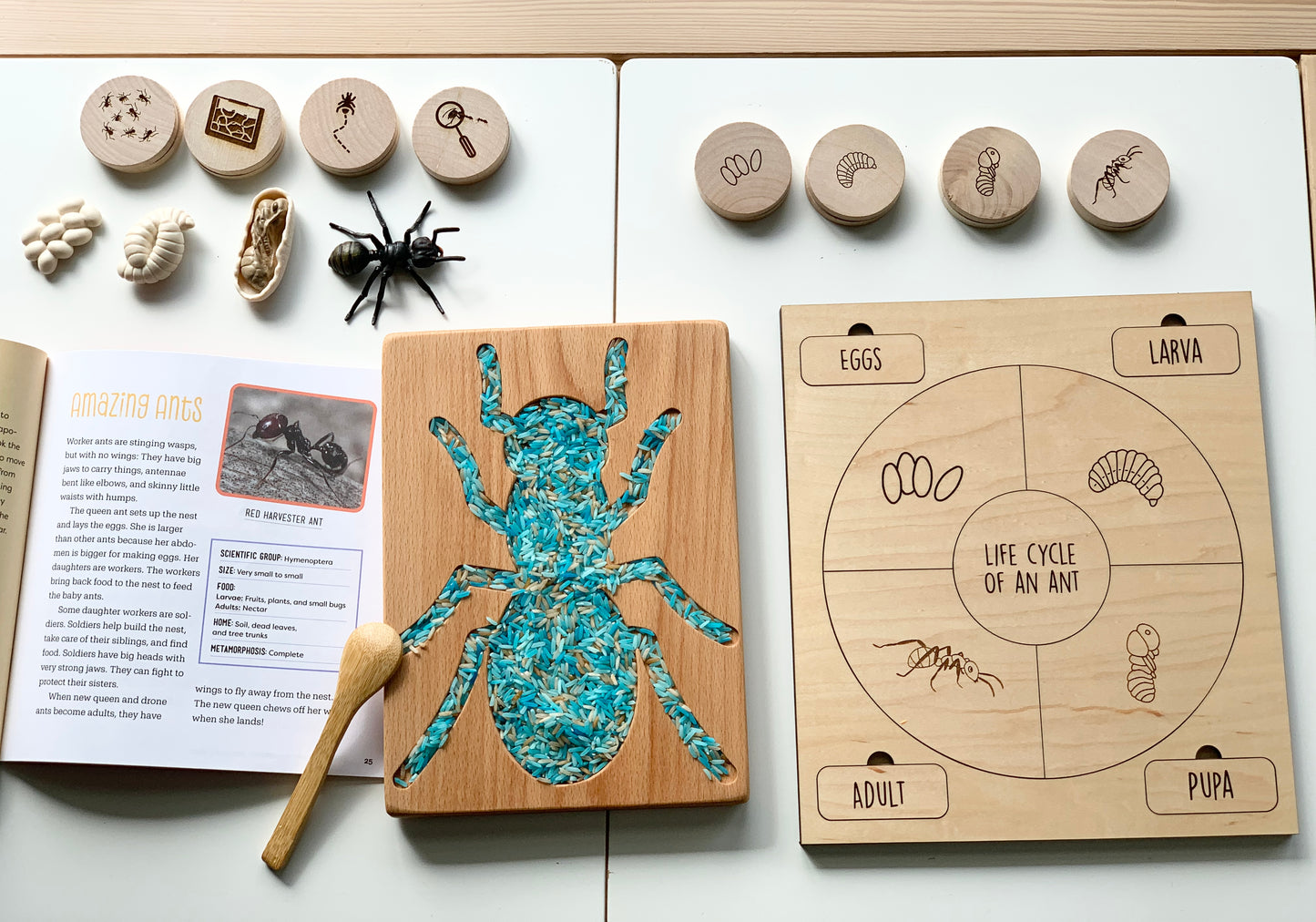 Ant Sensory Tray