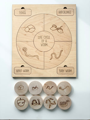 Natural wooden educational memory game with engraved worm life cycle stages and matching wood discs on white background