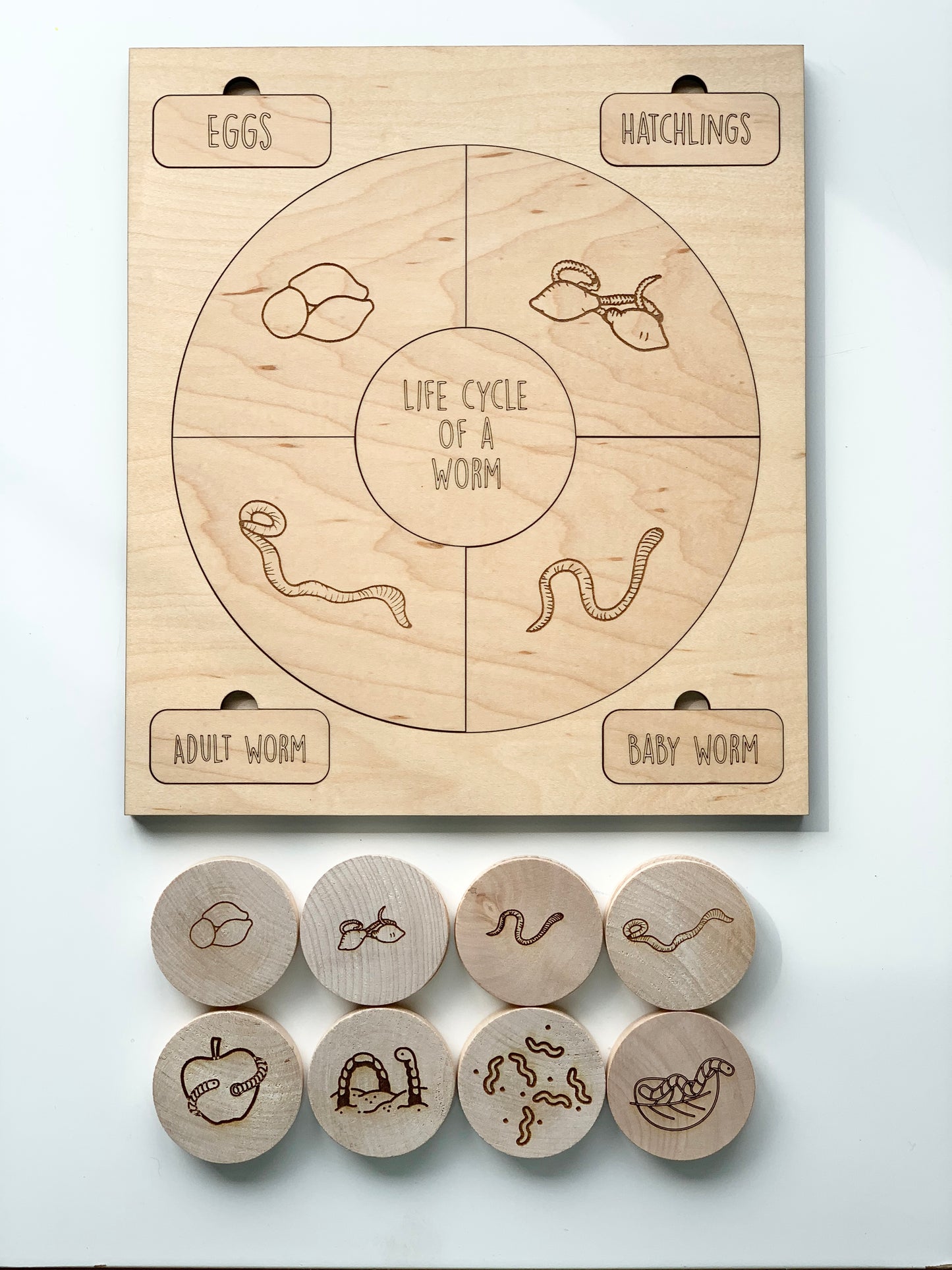 Worm Life Cycle Memory Game