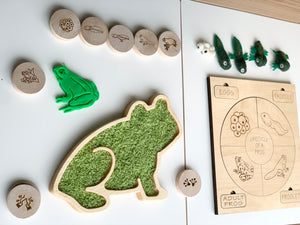 Wooden frog-shaped sensory tray filled with green textured material and educational frog life cycle tokens on white surface