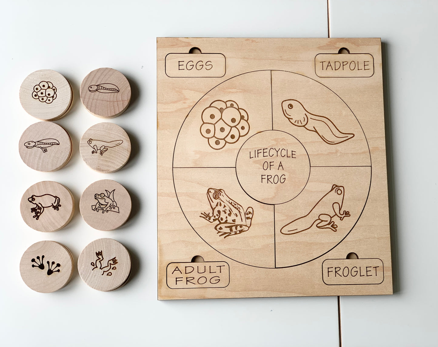 Frog Life Cycle Memory Game