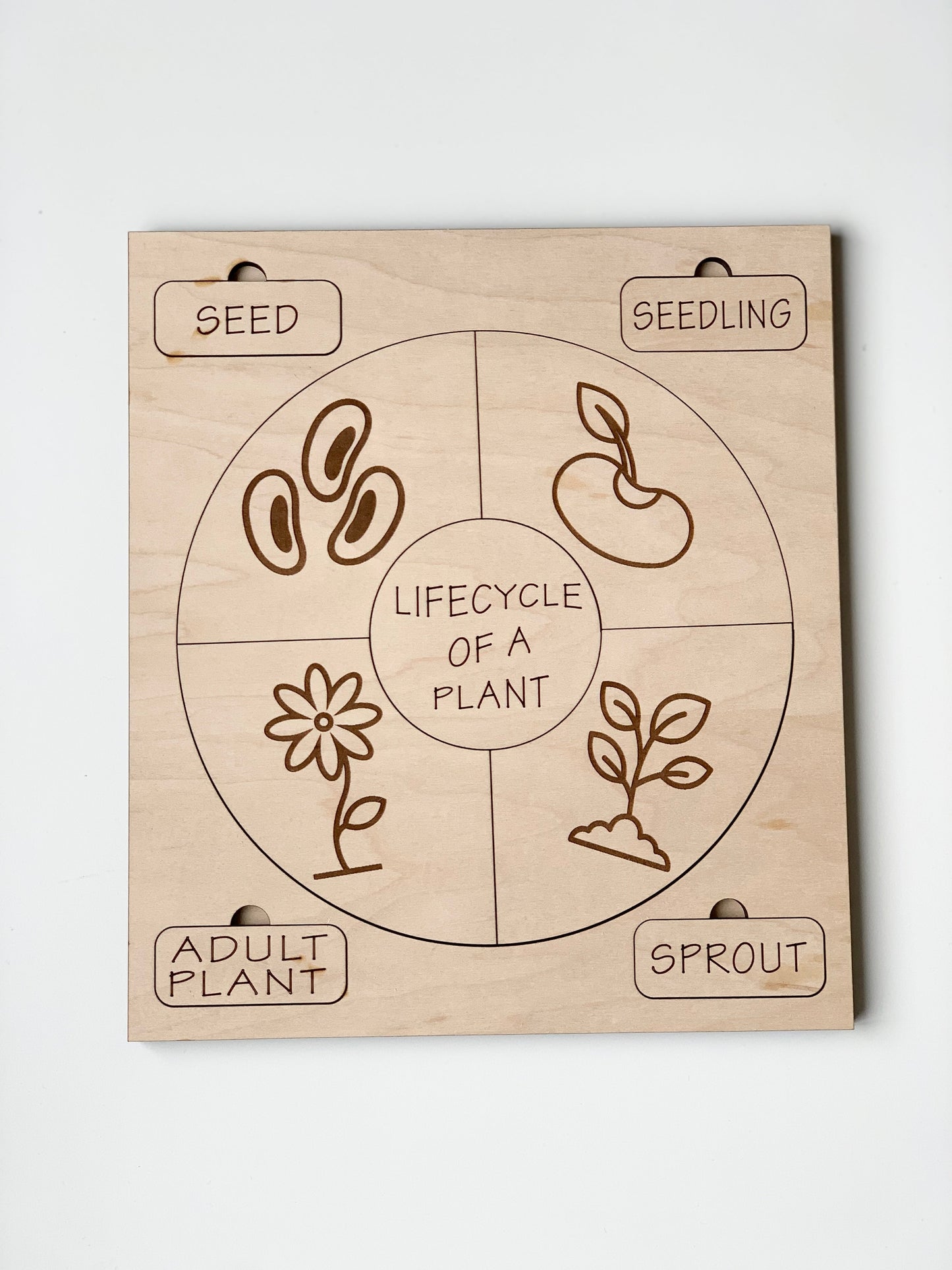 Life Cycle Puzzles