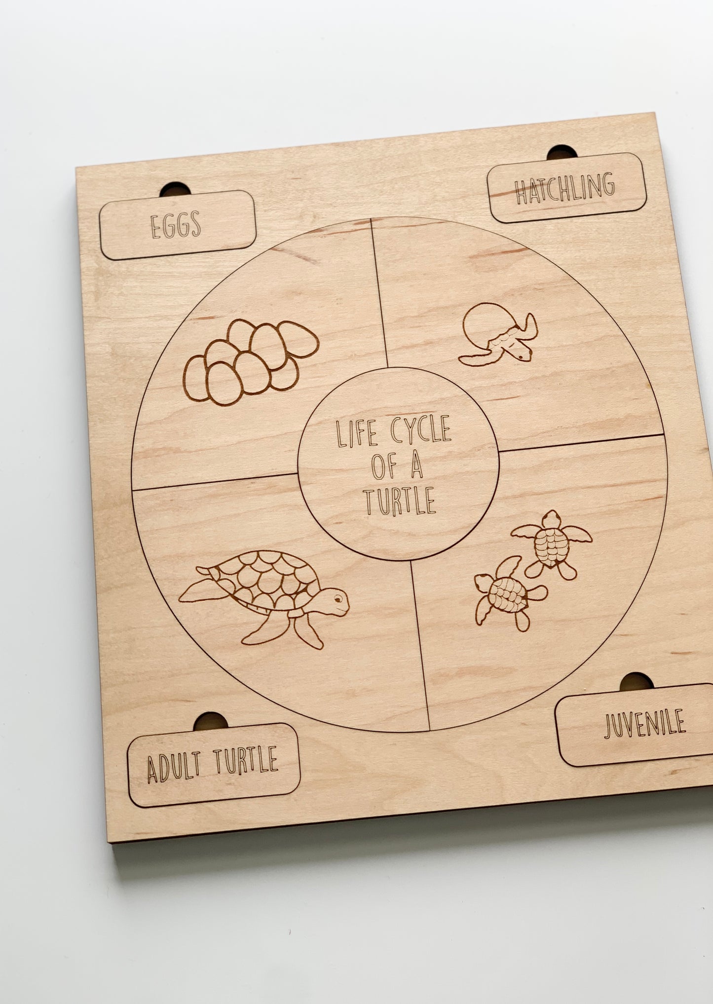 Life Cycle Puzzles