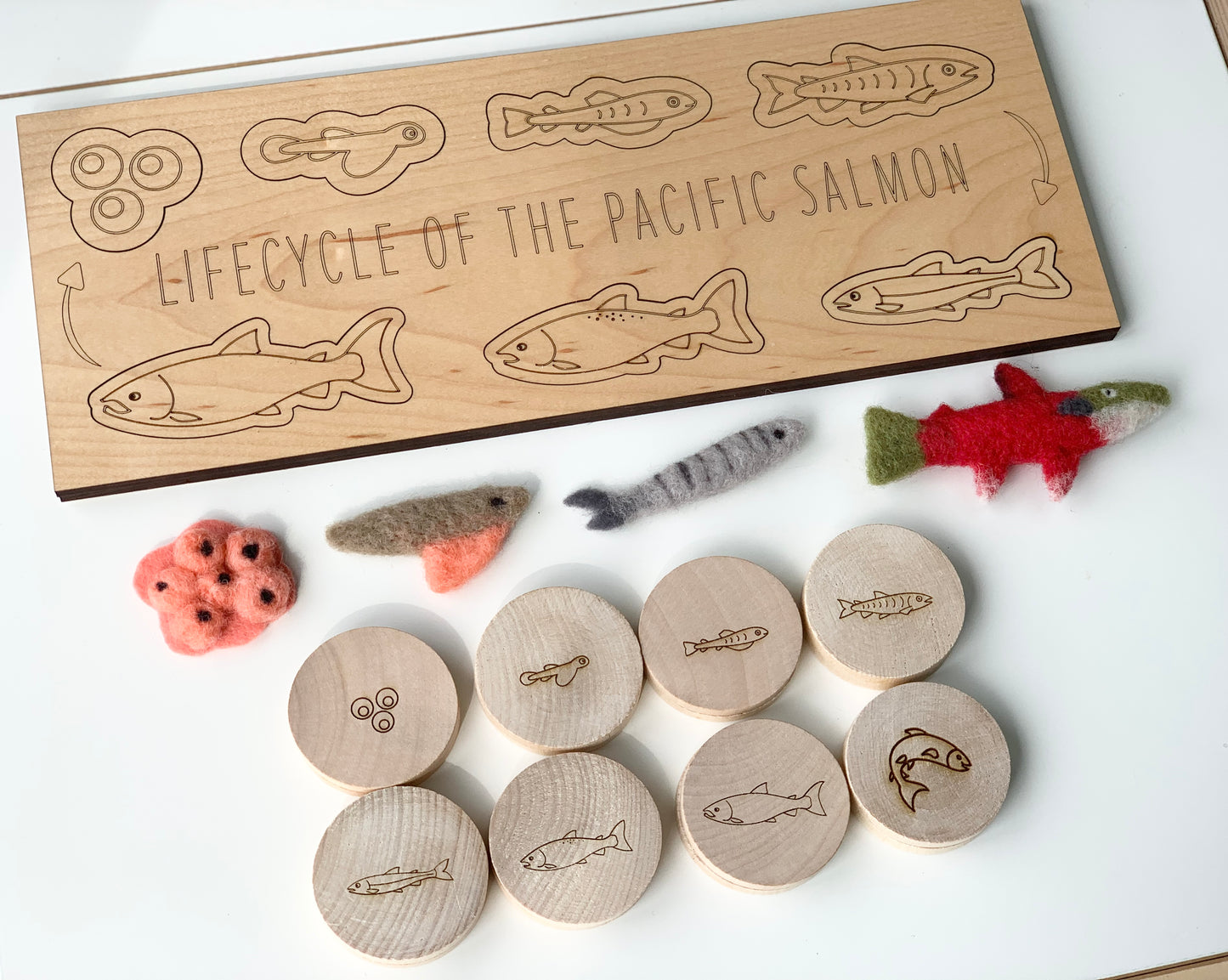 Salmon Life Cycle Memory Game