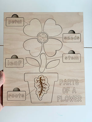 Natural wooden educational puzzle with engraved parts of a flower labeled petal seeds leaf stem roots on light wood background