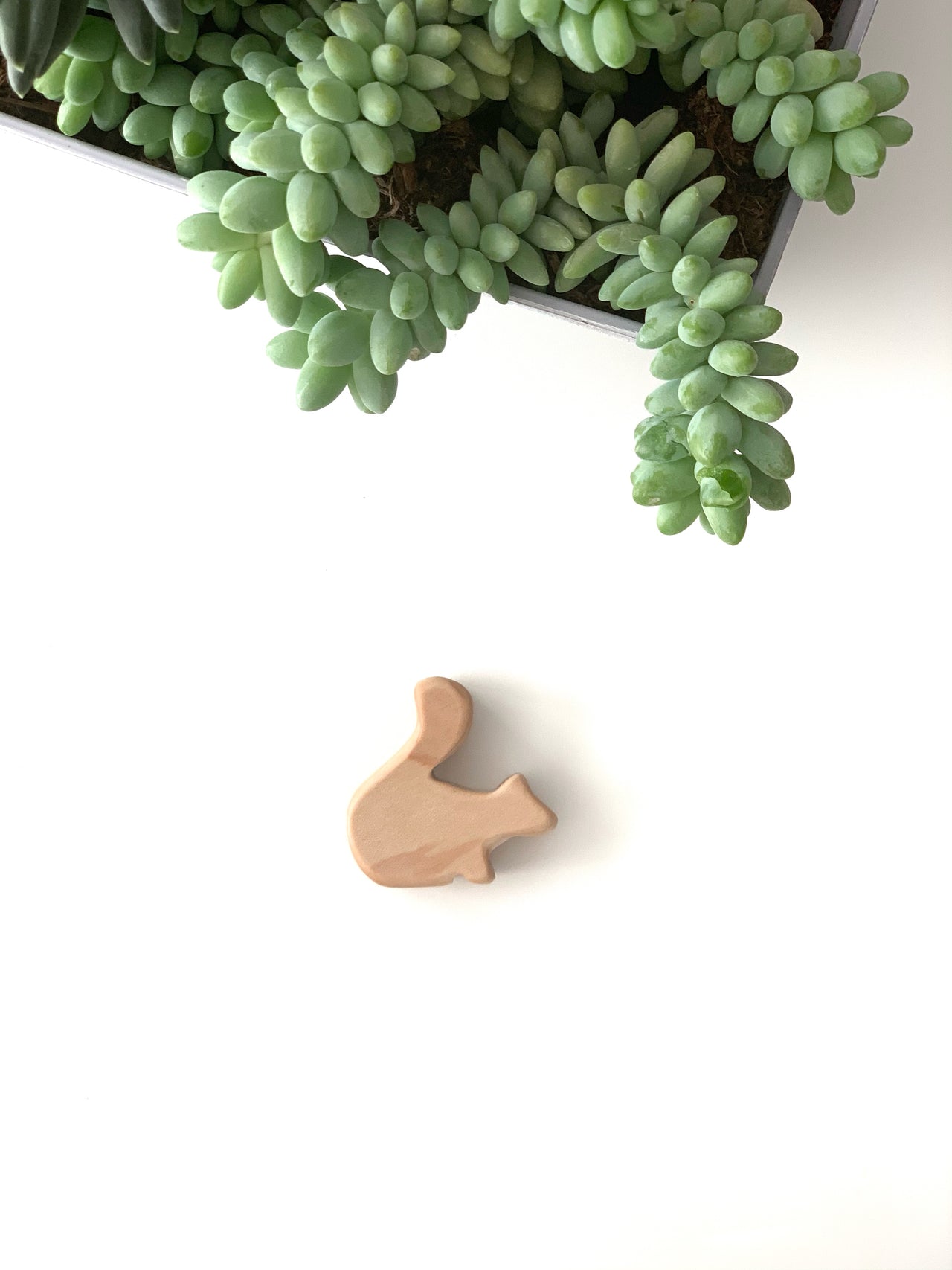 Small natural wooden squirrel toy figurine on white surface near green succulent plant in gray pot