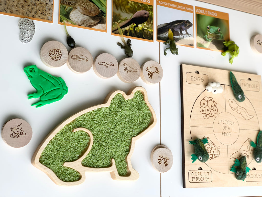 Wooden frog-shaped sensory tray filled with green rice and educational frog life cycle wooden tokens on white surface